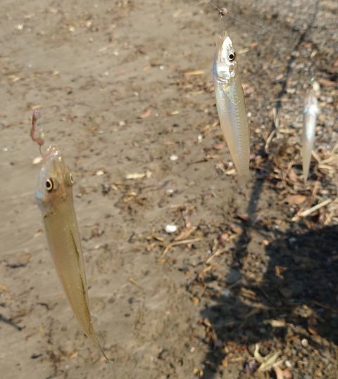 本日唯一の3連