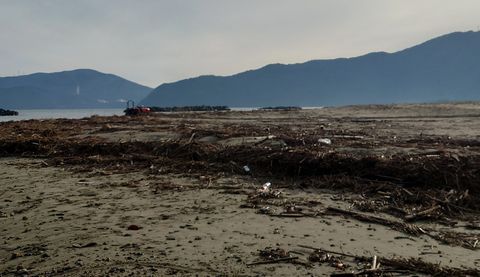 2024年11月10日 浜に打ち上げられた草木