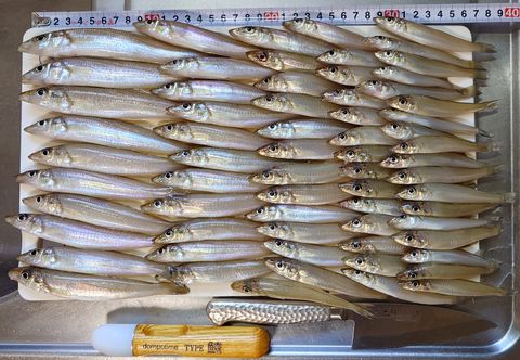 2025年11月16日の釣果