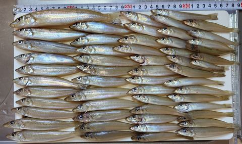 2025年11月23日の釣果