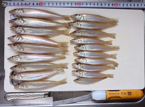 2026年4月19日の釣果