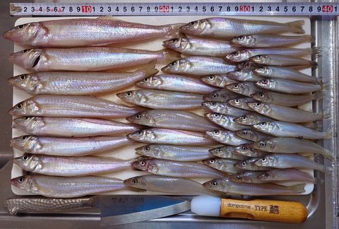2026年5月17日の釣果