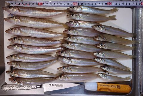 2026年8月2日の釣果