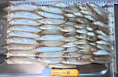 2026年8月23日の釣果