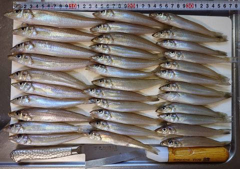 2026年10月18日の釣果 その1