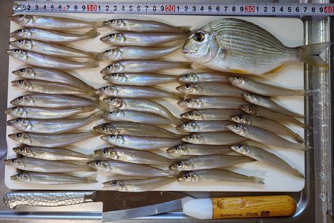 2026年10月18日の釣果 その2